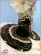 Stage costume F 0067A(2202) - image 5