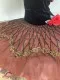 Ballet costume in Spanish style Doll Nutcracker P 1326 - image 14